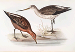 Bar-tailed Godwit 