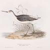 Marsh Sandpiper 
