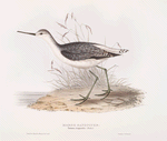 Marsh Sandpiper 