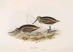 Jack Snipe