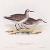 Schinz's Sandpiper 