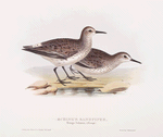 Schinz's Sandpiper 