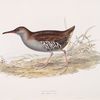 Water Rail 