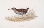 Water Rail 