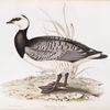 Bernicle Goose 