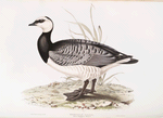 Bernicle Goose 