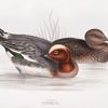 Widgeon