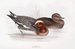 Widgeon