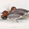 Red-headed Pochard 