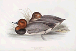 Red-headed Pochard 