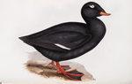 Velvet Scoter 