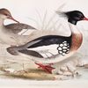 Red-breasted Merganser 