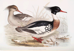 Red-breasted Merganser 