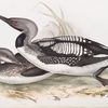 Black-throated Diver 