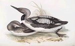 Black-throated Diver 