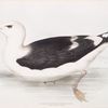 Great Black-backed Gull 