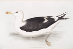 Great Black-backed Gull 