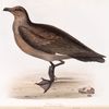 Skua 