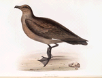 Skua 