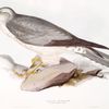 Pallid Harrier