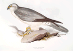 Pallid Harrier