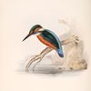 Kingfisher 