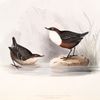 Water Ouzel or Dipper 