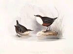 Water Ouzel or Dipper 