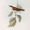 Nightingale 