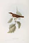 Nightingale 