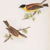 Black-headed Bunting 