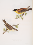 Black-headed Bunting 