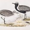 Bastard or Grey Plover 