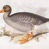 Grey Lag Wild Goose 