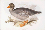 Grey Lag Wild Goose 