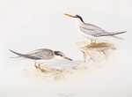 Little Tern 