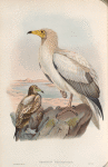 Neophron percnopterus. Egyptian  Vulture.