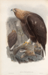 Aquila chrysaëtos. Golden Eagle.