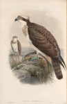 Pandion haliaëtus. Osprey