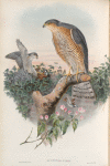 Accipiter nisis. Sparrow-Hawk.