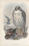 Falco islandus. Iceland Falcon, adult.