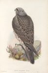 Falco islandus. Iceland Falcon, young.