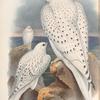 Falco candicans. Greenland Falcon, light race, adult and young.