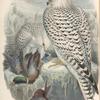 Falco candicans. Greenland Falcon, dark race, adult.