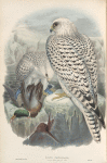 Falco candicans. Greenland Falcon, dark race, adult.