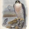Falco peregrinus. Peregrine Falcon.