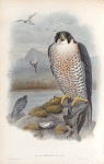 Falco peregrinus. Peregrine Falcon.