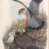 Falco æsalon. Merlin.