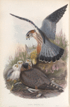 Falco æsalon. Merlin.