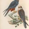 Erythropus vespertinus. Orange-legged Hobby.